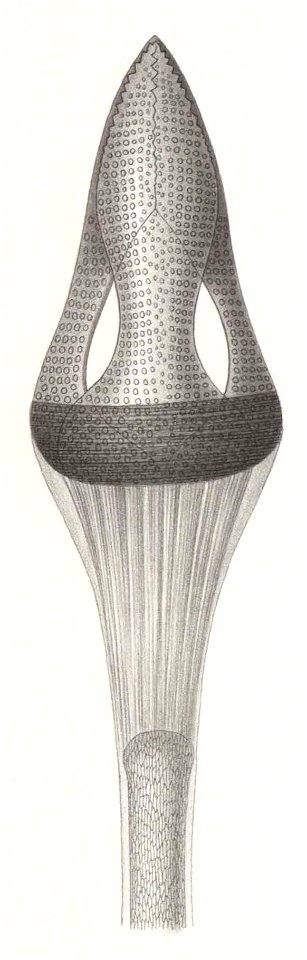 Résultats du voyage du S.Y. Belgica en 1897-1898-1899. Zoologie - Échinides et ophiures (1902) planche 8 fig 55