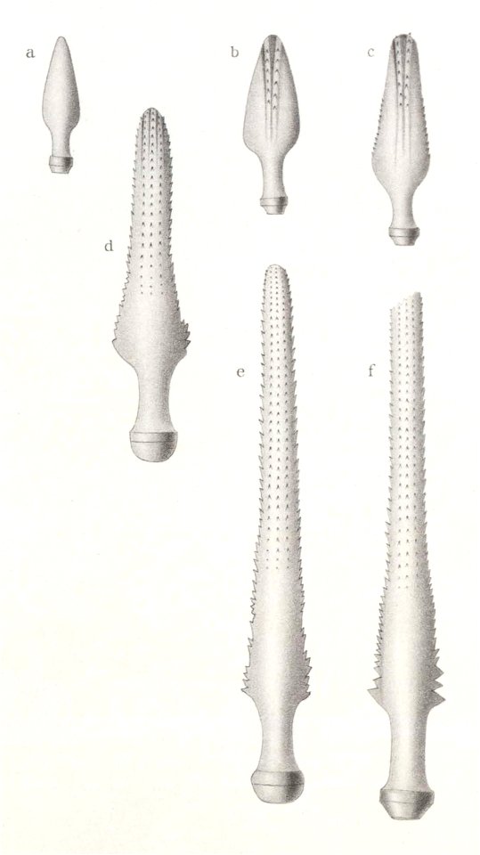 Résultats du voyage du S.Y. Belgica en 1897-1898-1899. Zoologie - Échinides et ophiures (1902) planche 5 fig 30