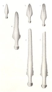 Résultats du voyage du S.Y. Belgica en 1897-1898-1899. Zoologie - Échinides et ophiures (1902) planche 5 fig 30