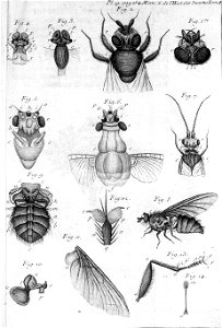 Réaumur-Filloeul-Illustrations de Mémoires pour servir à l'histoire des insectes - IV 19