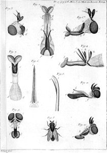 Réaumur-Filloeul-Illustrations de Mémoires pour servir à l'histoire des insectes - IV 17