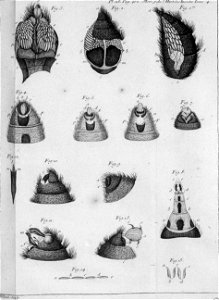 Réaumur-Filloeul-Illustrations de Mémoires pour servir à l'histoire des insectes - IV 28