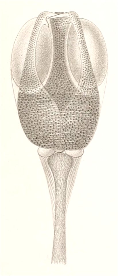 Résultats des campagnes scientifiques accomplies sur son yacht par Albert Ier - Fascicule XII (1898) planche 8 fig 39