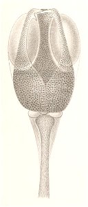 Résultats des campagnes scientifiques accomplies sur son yacht par Albert Ier - Fascicule XII (1898) planche 8 fig 39
