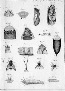 Réaumur-Filloeul-Illustrations de Mémoires pour servir à l'histoire des insectes - IV 33