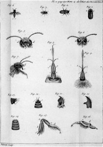 Réaumur-Filloeul-Illustrations de Mémoires pour servir à l'histoire des insectes F-11-130