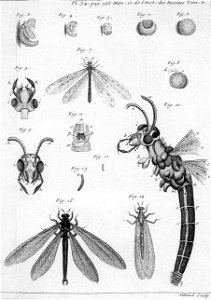 Réaumur-Filloeul-Illustrations de Mémoires pour servir à l'histoire des insectes F-34-386