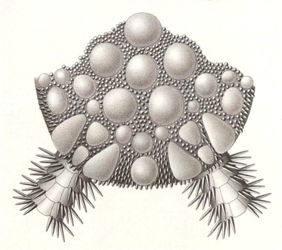 Résultats du voyage du S.Y. Belgica en 1897-1898-1899. Zoologie - Échinides et ophiures (1902) planche 6 fig 40
