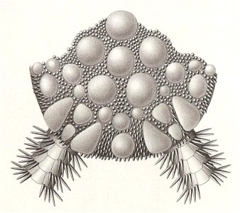 Résultats du voyage du S.Y. Belgica en 1897-1898-1899. Zoologie - Échinides et ophiures (1902) planche 6 fig 40