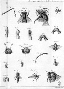 Réaumur-Haussard-Illustrations de Mémoires pour servir à l'histoire des insectes E-25-338