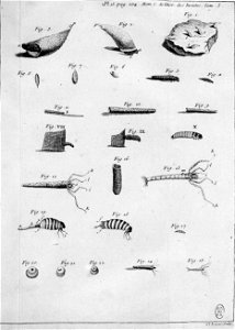 Réaumur-Lucas-Illustrations de Mémoires pour servir à l'histoire des insectes C-15-204