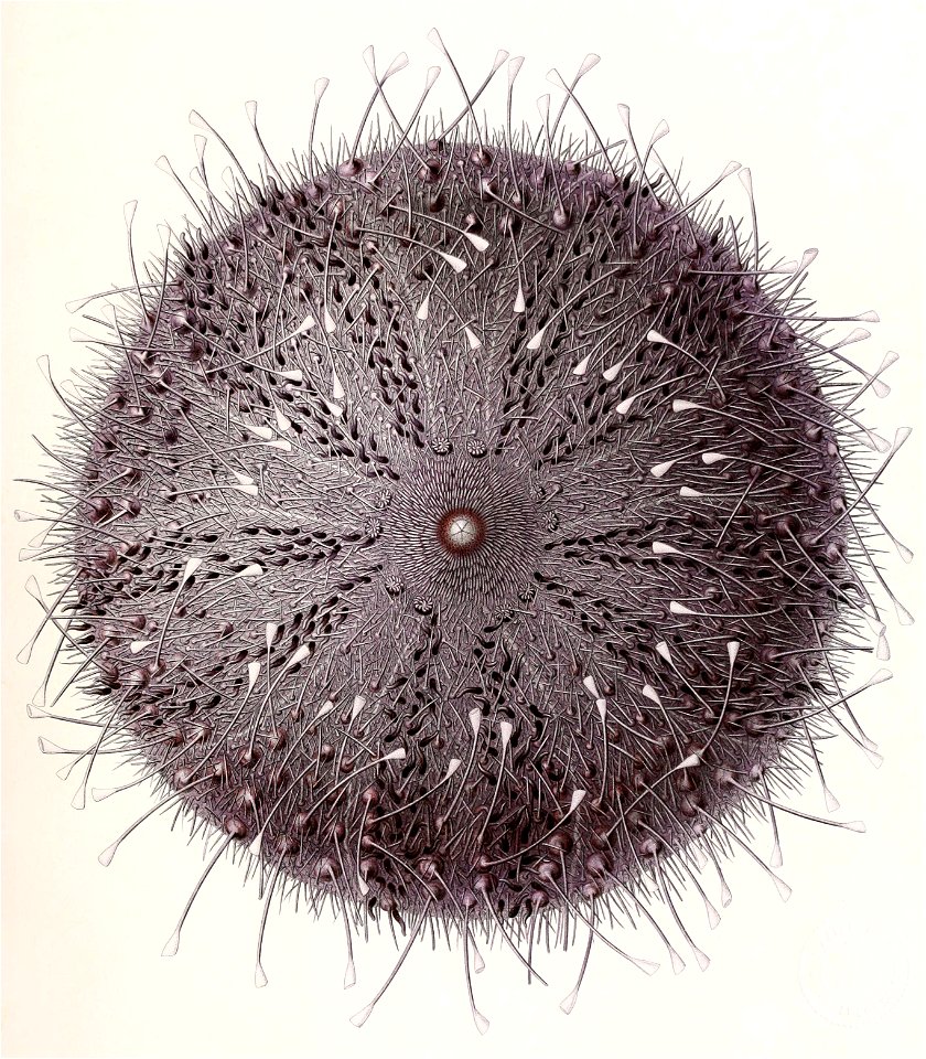 Résultats des campagnes scientifiques accomplies sur son yacht par Albert Ier - Fascicule XII (1898) planche 2 (cropped)