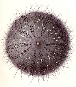Résultats des campagnes scientifiques accomplies sur son yacht par Albert Ier - Fascicule XII (1898) planche 2 (cropped)