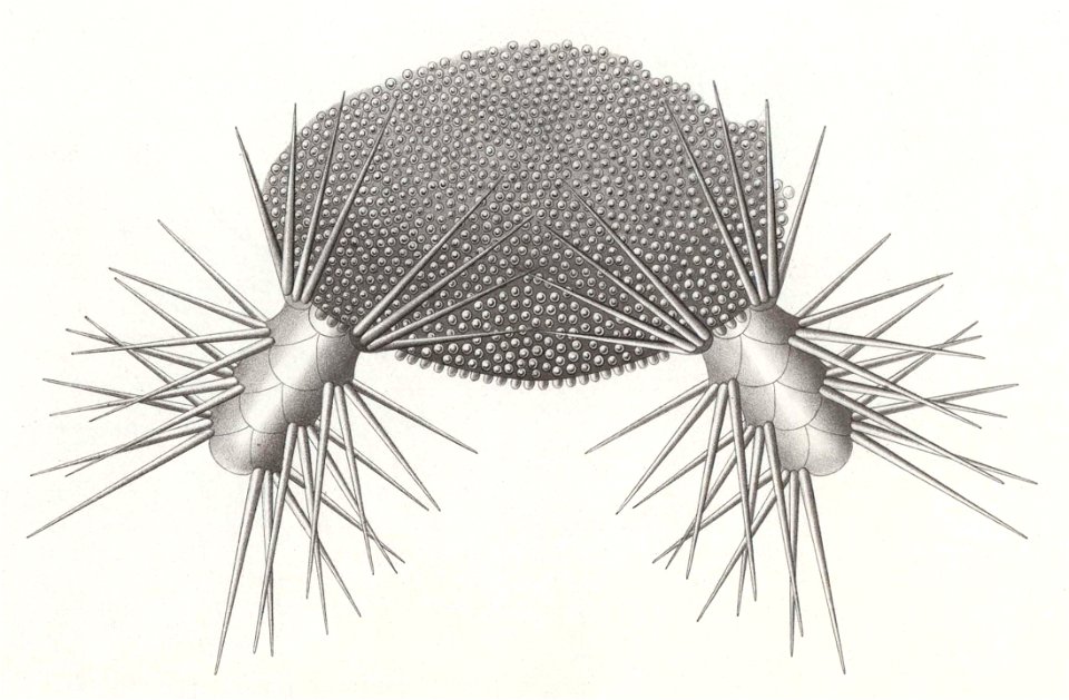 Résultats du voyage du S.Y. Belgica en 1897-1898-1899. Zoologie - Échinides et ophiures (1902) planche 3 fig 19