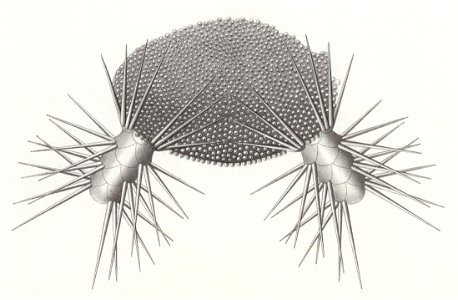 Résultats du voyage du S.Y. Belgica en 1897-1898-1899. Zoologie - Échinides et ophiures (1902) planche 3 fig 19