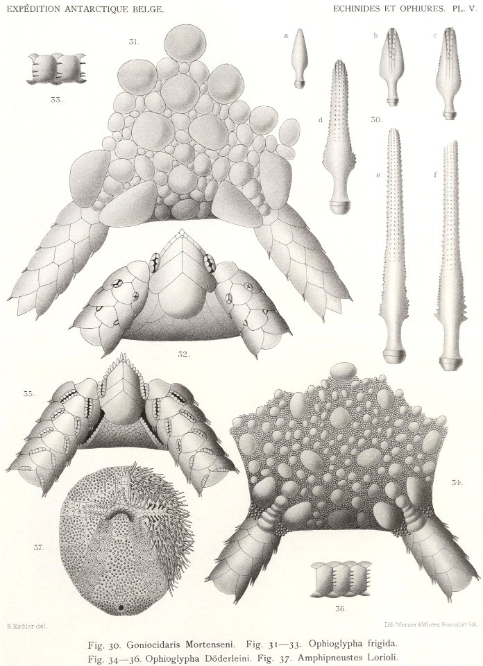 Résultats du voyage du S.Y. Belgica en 1897-1898-1899. Zoologie - Échinides et ophiures (1902) planche 5