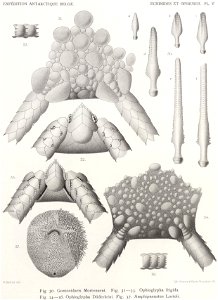 Résultats du voyage du S.Y. Belgica en 1897-1898-1899. Zoologie - Échinides et ophiures (1902) planche 5