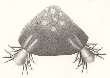 Résultats du voyage du S.Y. Belgica en 1897-1898-1899. Zoologie - Échinides et ophiures (1902) planche 7 fig 46
