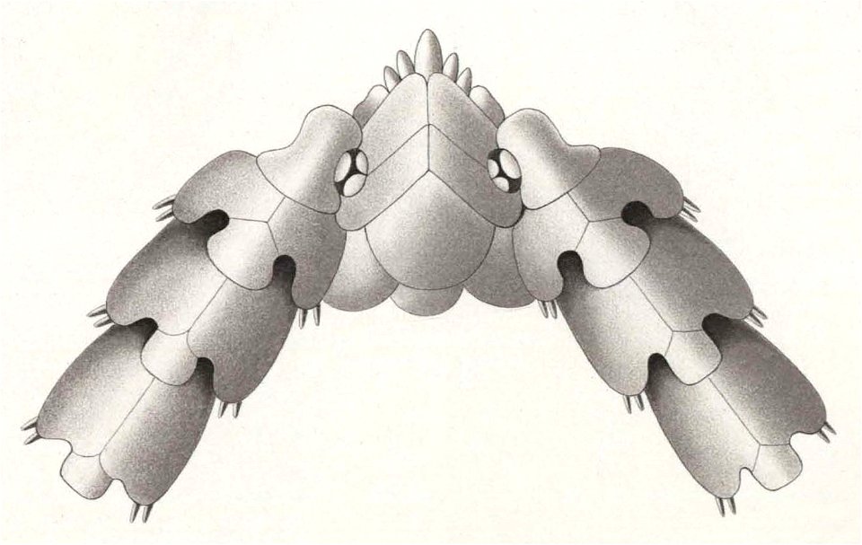 Résultats du voyage du S.Y. Belgica en 1897-1898-1899. Zoologie - Échinides et ophiures (1902) planche 7 fig 45