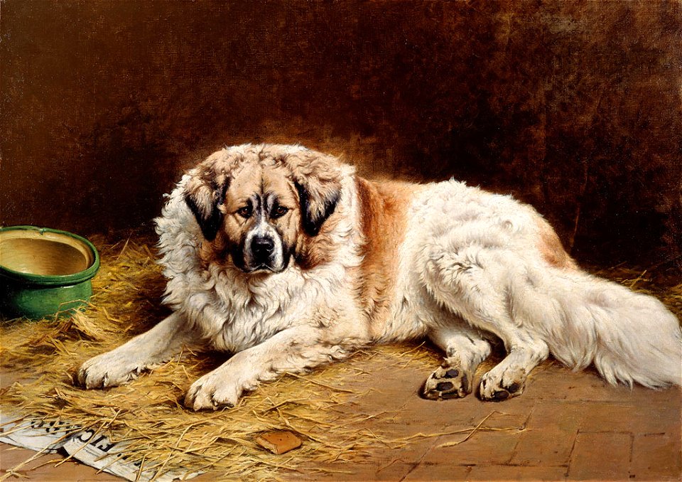 SA 1065-Figaro-Liggende sint-bernardshond