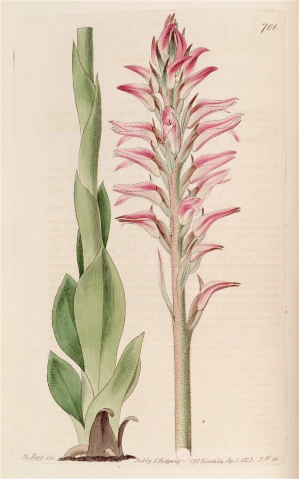 Sacoila lanceolata (as Neottia orchioides) - Bot. Reg. 9 pl. 701 (1823)