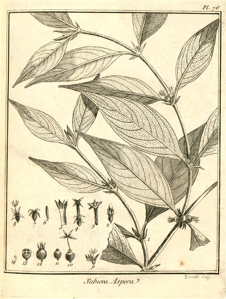 Sabicea aspera Aublet 1775 pl 76