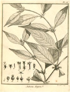 Sabicea aspera Aublet 1775 pl 76