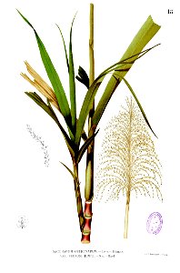 Saccharum officinarum Blanco1.18