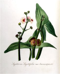 Sagittaria sagittifolia var. breviscapa — Flora Batava — Volume v8