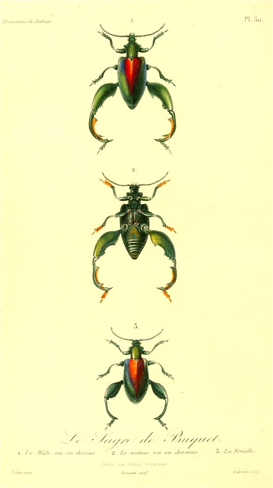 Sagra buqueti 1831