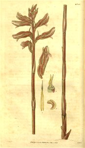 Sacoila lanceolata (as Neottia aphylla) - Curtis' 55 (N.S. 2) pl. 2797 (1828)