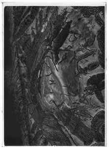 Sadeltäcke ur en serie av sex (6042-6047) tillhörande drottning Kristinas kröningskaross med trofémotiv - Livrustkammaren - 61919-negative