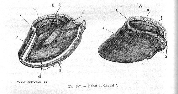 SabotCvChauveau1890MeyCh