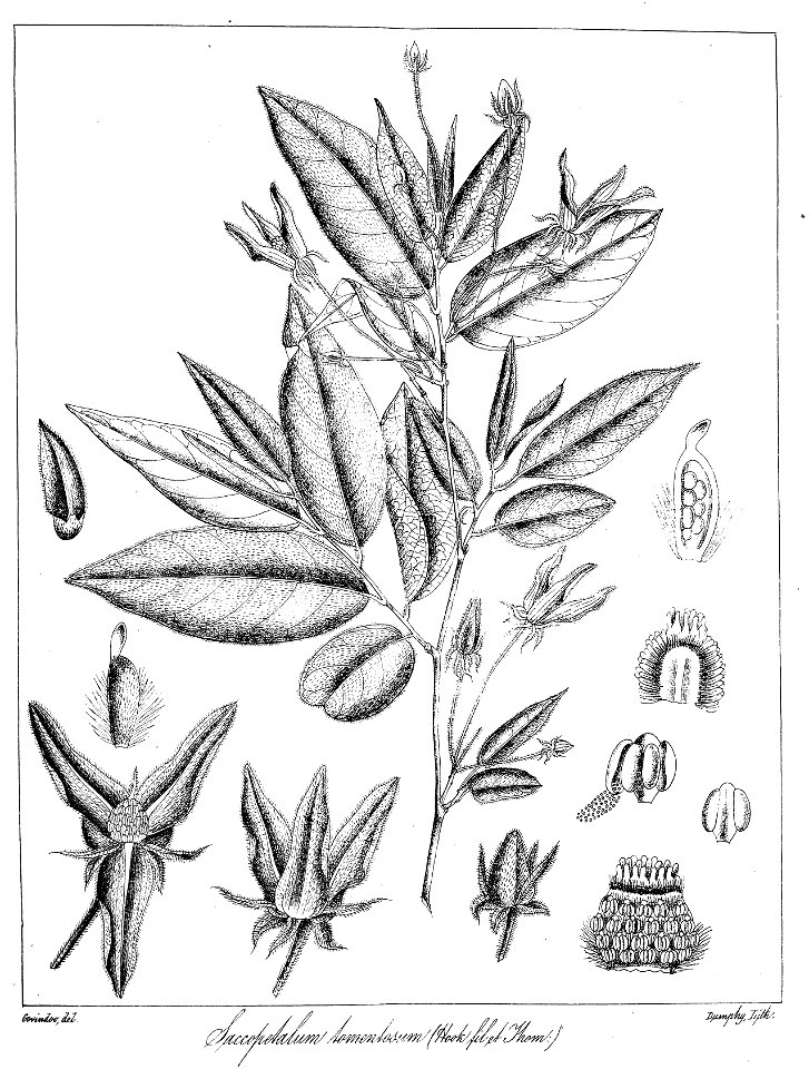 Saccopetalum tomentosum Govindoo