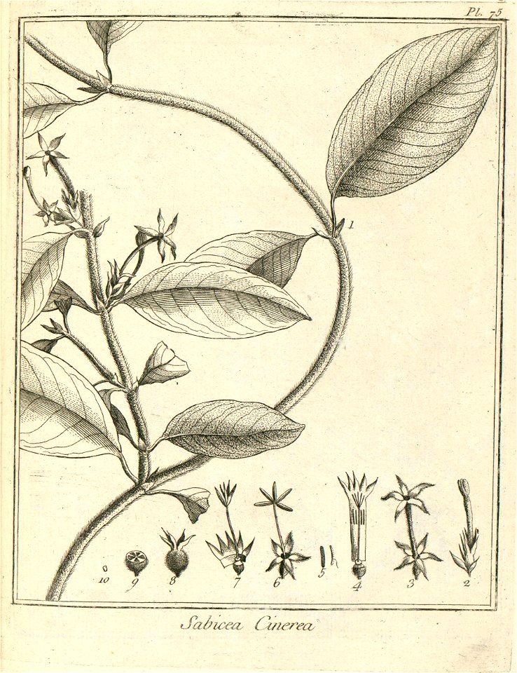 Sabicea cinerea Aublet 1775 pl 75