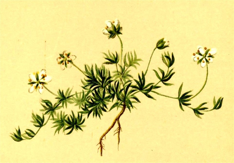 Sagina glabra Atlas Alpenflora
