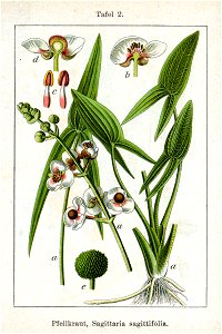Sagittaria sagittifolia Sturm04002
