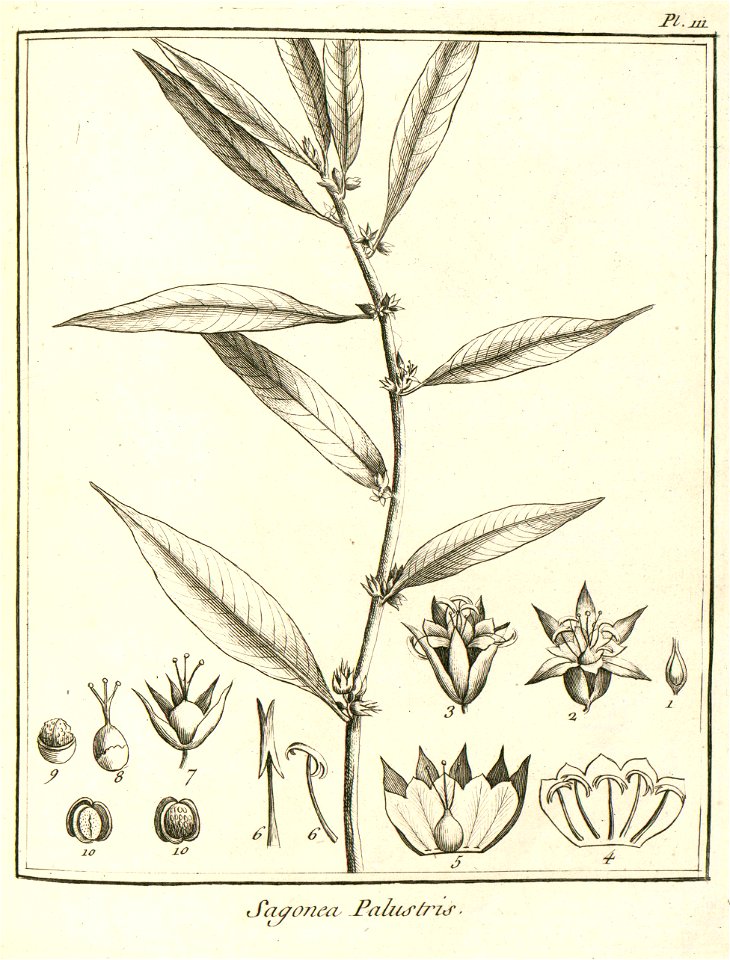 Sagonea palustris Aublet 1775 pl 111