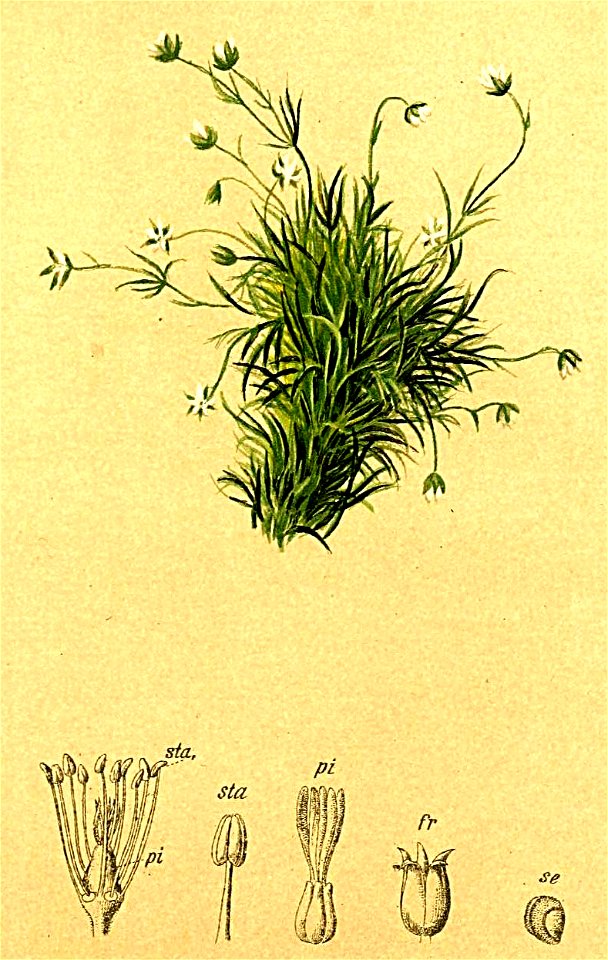 Sagina saginoides Atlas Alpenflora