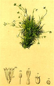Sagina saginoides Atlas Alpenflora