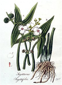 Sagittaria sagittifolia — Flora Batava — Volume v4
