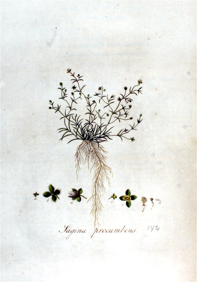 Sagina procumbens — Flora Batava — Volume v2