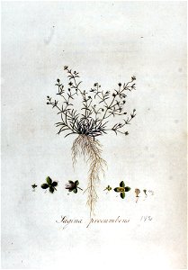 Sagina procumbens — Flora Batava — Volume v2