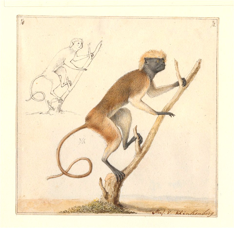 Saguinus oedipus - 1788-1863 - Print - Iconographia Zoologica - Special Collections University of Amsterdam - UBA01 IZA1000480