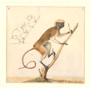 Saguinus oedipus - 1788-1863 - Print - Iconographia Zoologica - Special Collections University of Amsterdam - UBA01 IZA1000480