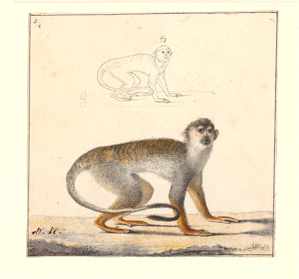 Saguinus oedipus - 1788-1863 - Print - Iconographia Zoologica - Special Collections University of Amsterdam - UBA01 IZA1000482