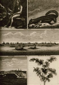 Saint Russien - Animal Born Doeskie - Jereslaw - Wologda - Branche de Cedre - Bruyn Cornelis De - 1725