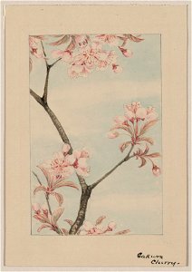 Sakura cherry LCCN2009630236