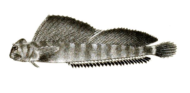 Salarias tridactylus Ford 70