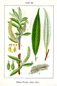 Salix alba Sturm04023